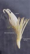  Disc Floret